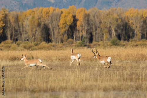 Rutting Pronghorn Antelope