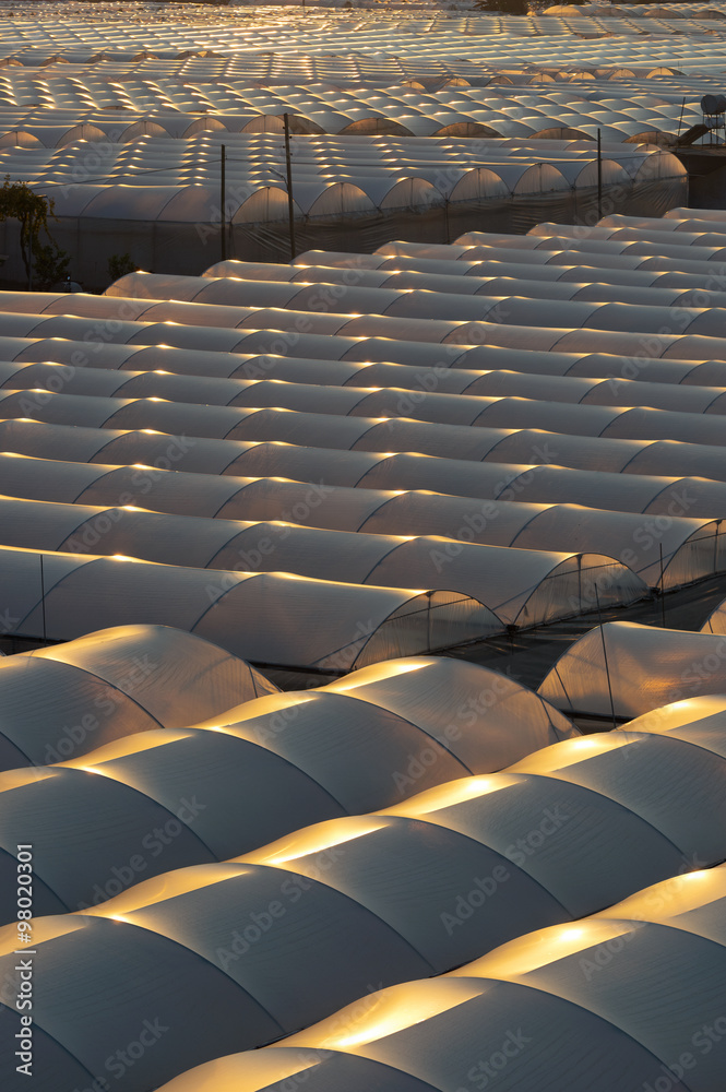 Fototapeta premium Greenhouse