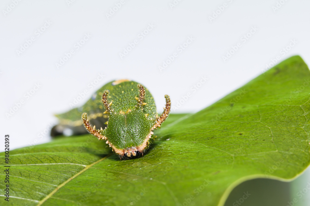 Naklejka premium Caterpillar of Tawny Rajah butterfly