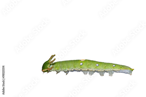 Isolated caterpillar of Tawny Rajah butterfly