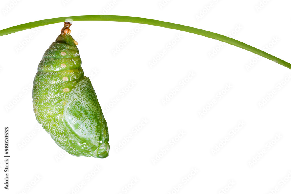 Fototapeta premium Isolated pupa of Tawny Rajah butterfly