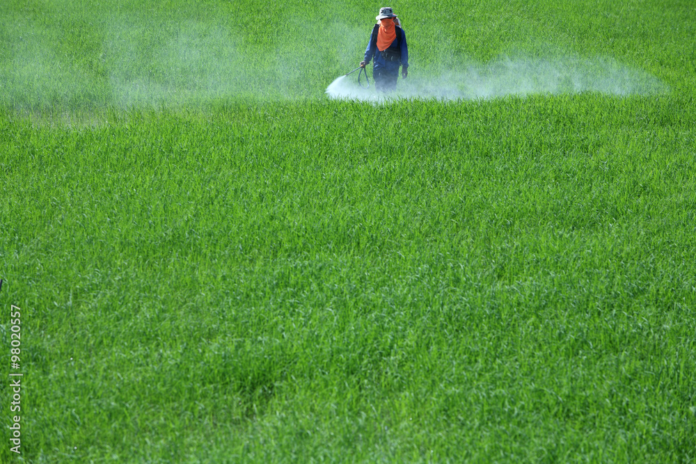 farmer spraying pesticide in paddy field. farmer spraying pesticide in paddy field.