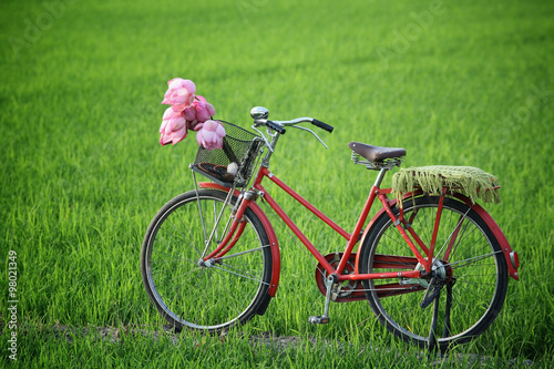 classic bicycle in paddy field.