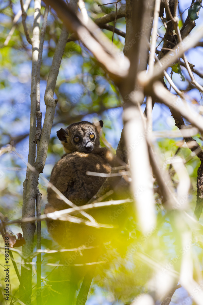 Brown mouse lemur hiding on a tree in a sunny day in Madagascar