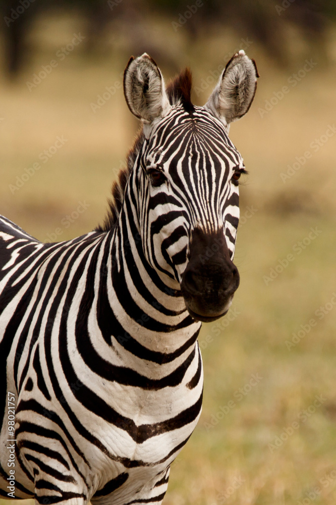 Naklejka premium Zebra