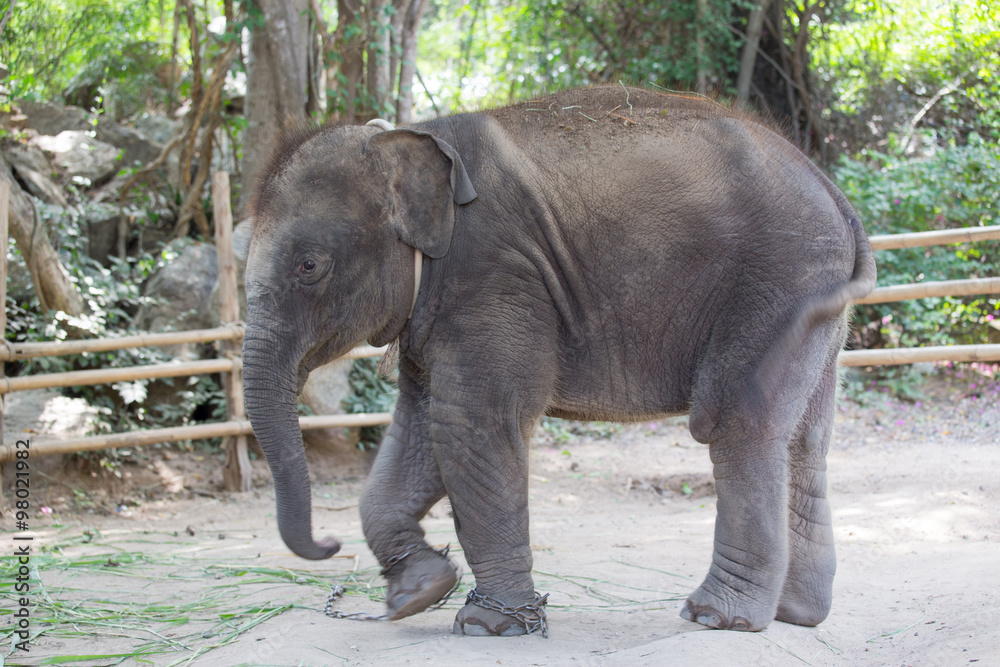 baby asian elephant  walking