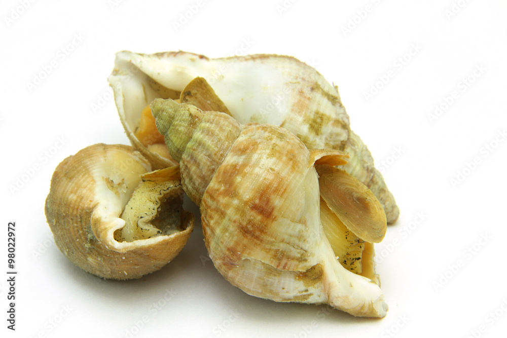 bulots 13122015 bulots 13122015