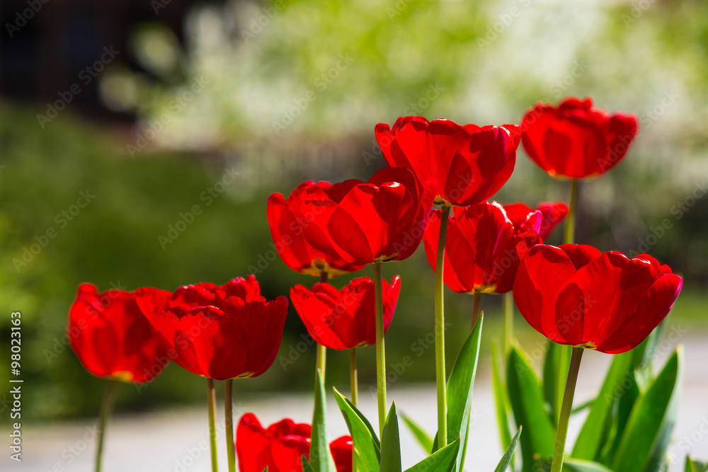 Obraz premium red tulips on color blurred background