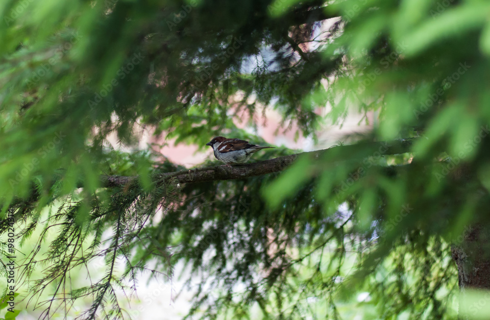 Sparrow Sparrow