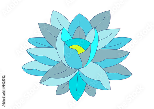 water lily