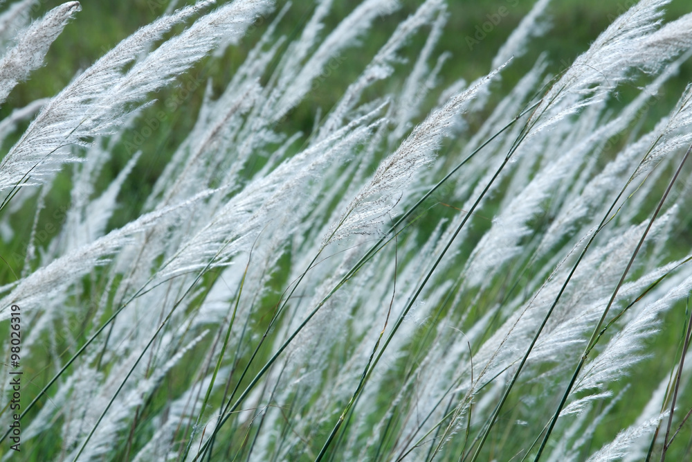 white reeds blowing from wind. white reeds blowing from wind.