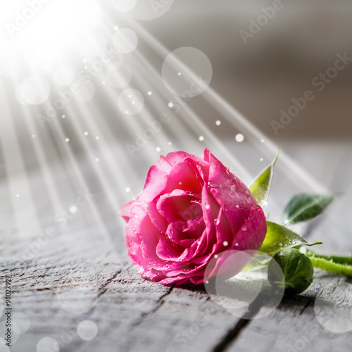 Beautiful pink rose with water drops on rustic background #98027927