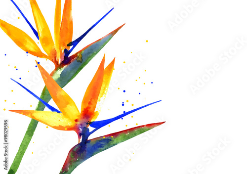Valokuva Vector background with Strelitzia flower