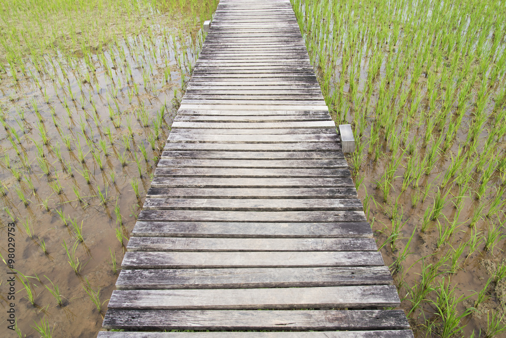 Wooden bridge cross rice field