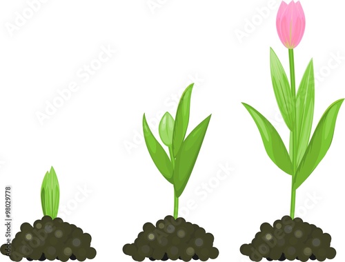 Fototapeta Naklejka Na Ścianę i Meble -  Tulip growth stage