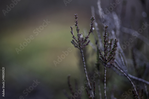 background dry branches in front of the green moss