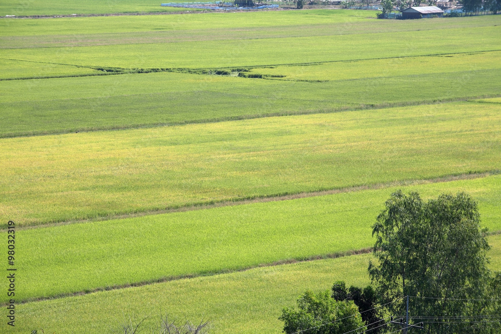 paddy field from bird's eye view.