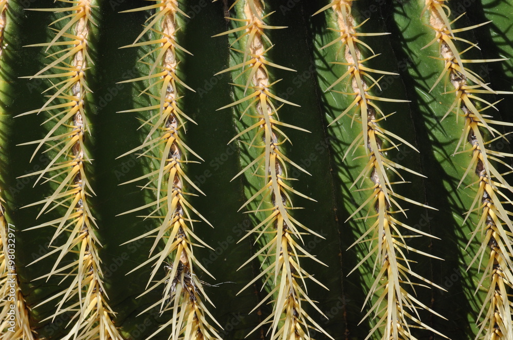 Kaktus im Jardin de Cactus auf Lanzarote Kaktus im Jardin de Cactus auf Lanzarote