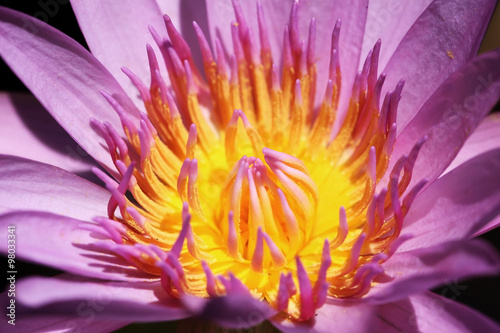 yellow-purple lotus flower.