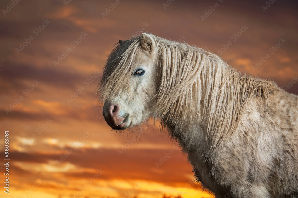 Fototapeta premium Portrait of white shetland pony on the sunset