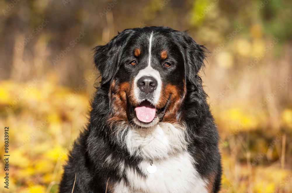 Portrait of smiling bernese mountain dog in autumn