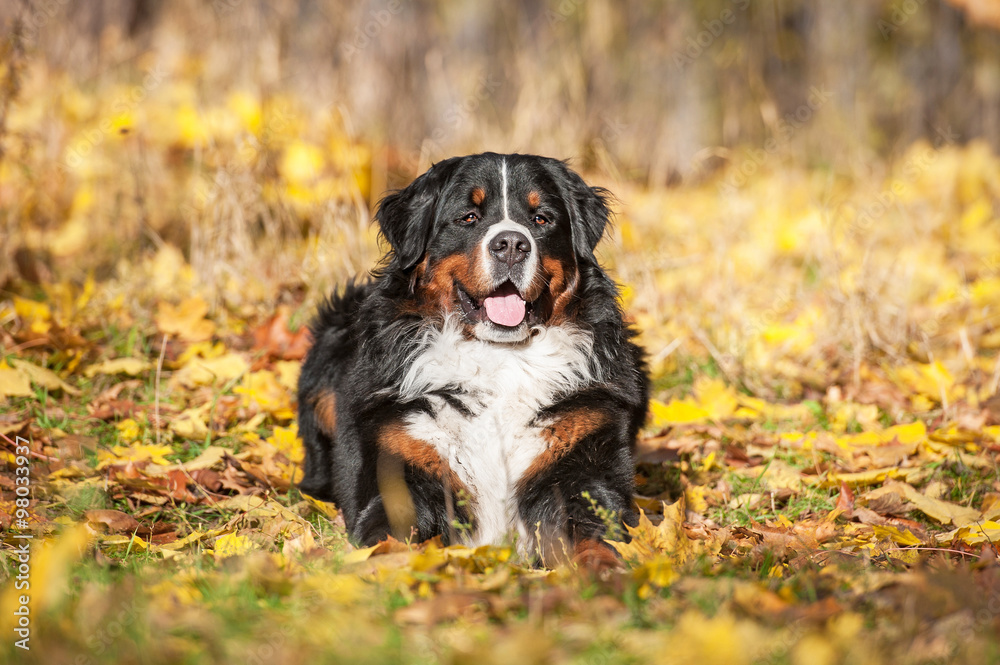 Bernese mountain dog in autumn