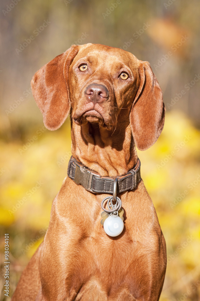 Portrait of hungarian vizsla dog in autumn