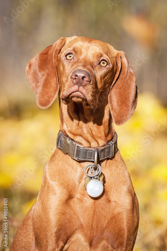 Portrait of hungarian vizsla dog in autumn