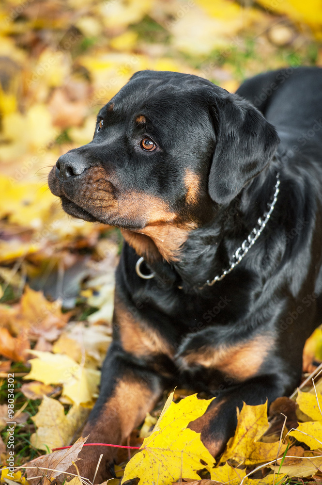 Rottweiler dog lying on the leaves in autumn Rottweiler dog lying on the leaves in autumn