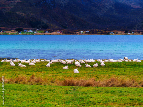 Horizontal vivid Norway sheep flock fjord background backdrop photo