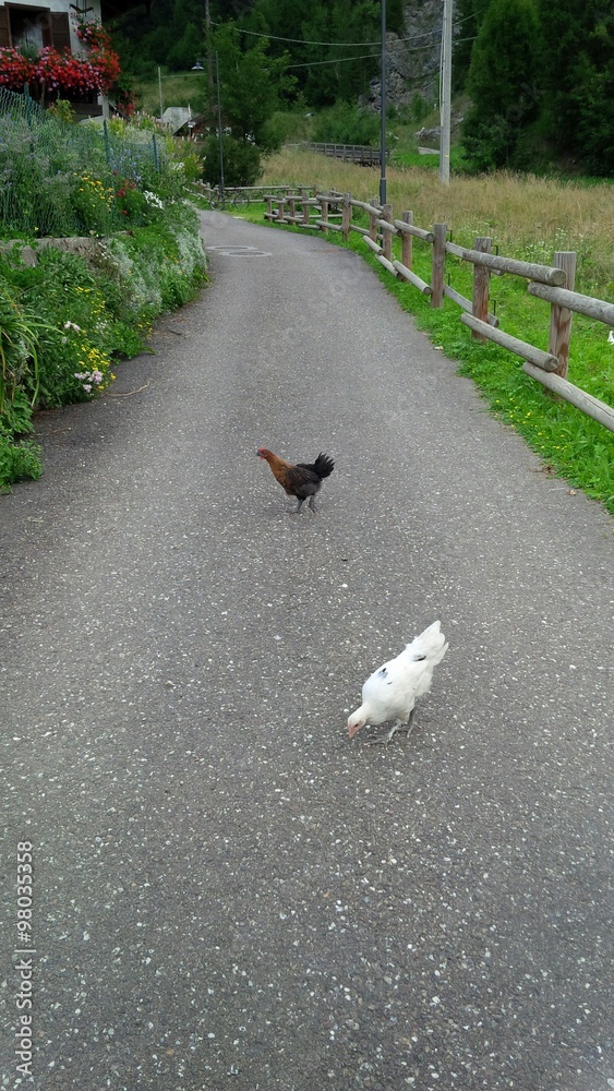 galline sulla strada