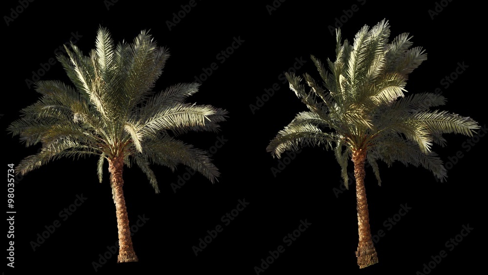 2 blowing on the wind beautiful green full size real tropical palm trees isolated on alpha channel with black and white luminance matte, perfect for film, digital composition.