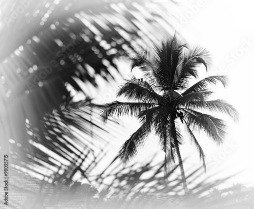 Horizontal black and white indian palm tree memories vignette bo