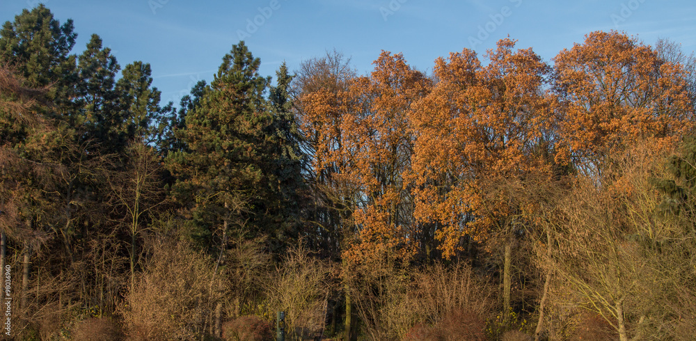 Fototapeta premium Mixed forest background