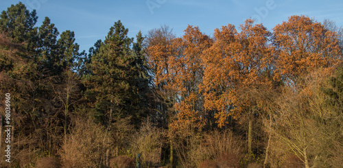 Mixed forest background