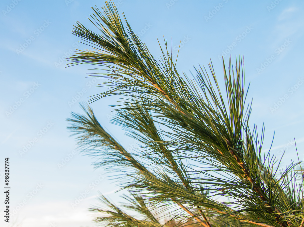 Fir branches in the blue sky Fir branches in the blue sky