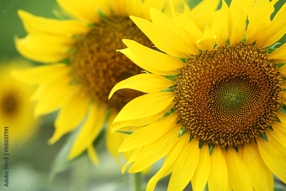 beautiful sunflower. beautiful sunflower.