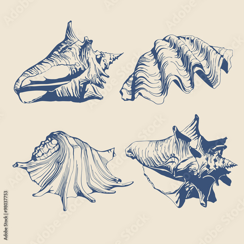 illustration with blue shells