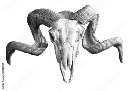 illustration with  skull