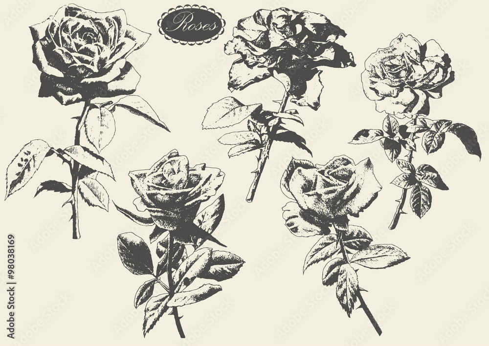 Fototapeta premium Illustration with roses.
