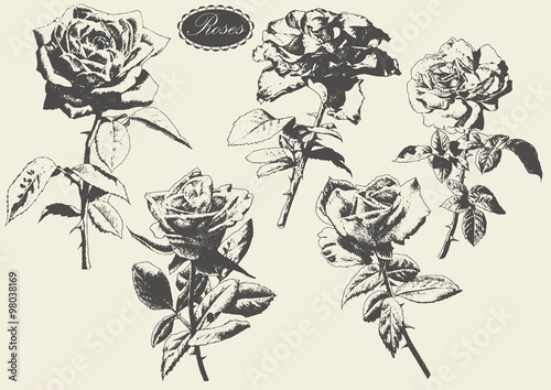 Illustration with roses.
