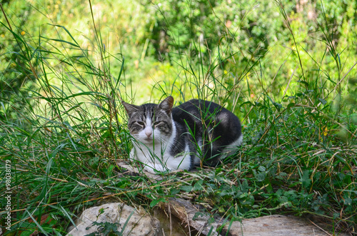 GATITO GRIS Y BLANCO SENTADO BAJO LA HIERBA