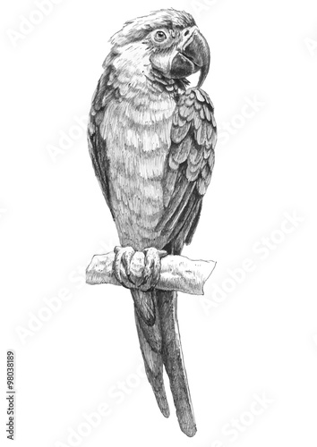 illustration with parrot