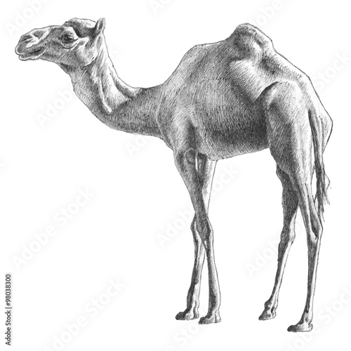 illustration with camel