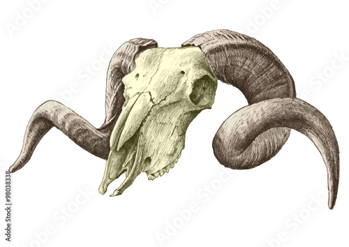 illustration with goat  skull © redneks