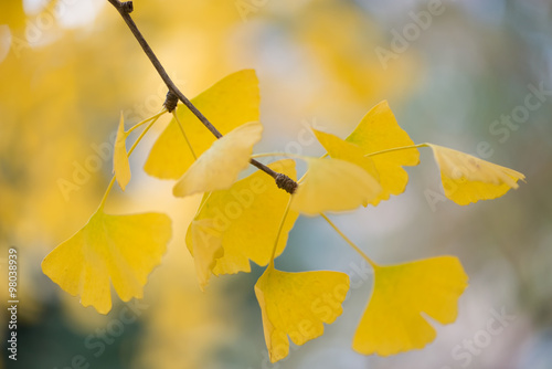 Fotografie Ginkgo biloba details