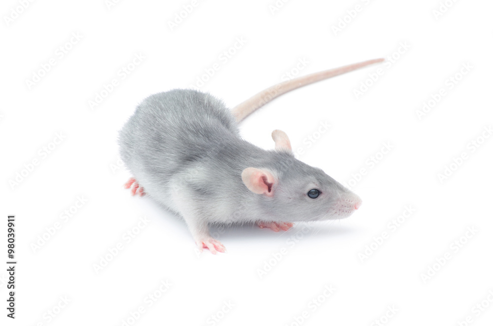 rat rat