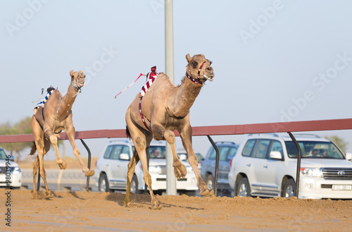Dubai camel racing club camels racing with radio jockeys
