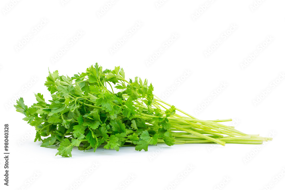 fresh parsley fresh parsley