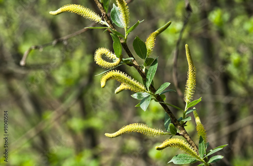 Willow branch in spring